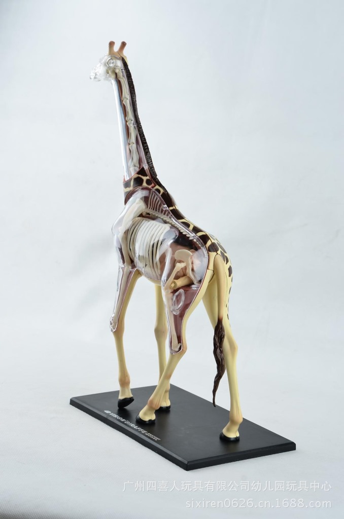 4d master正品长颈鹿标本解剖模型带器官骨骼ha26106