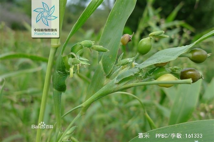 薏苡属多年生植物,茎直立,叶披针形,它的子实卵形,白色或灰白色.