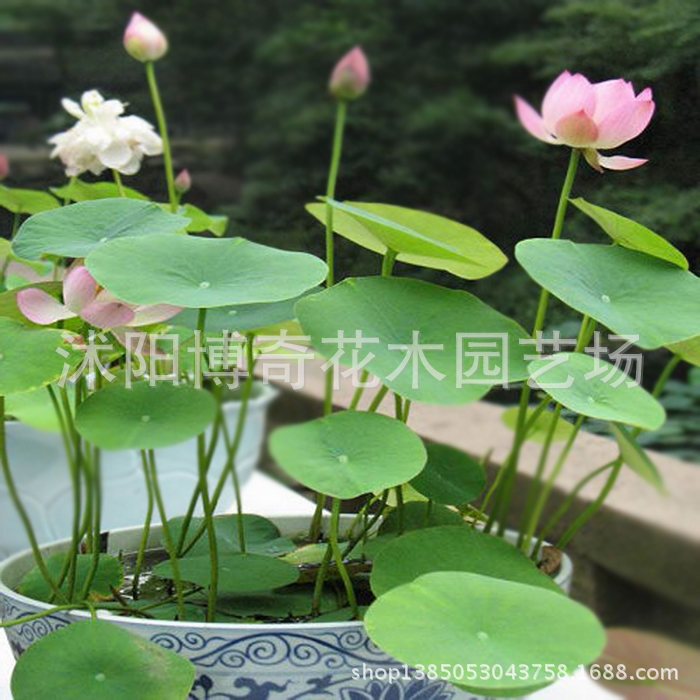 水生植物-碗莲种子【白鹤】荷花种子水养花卉