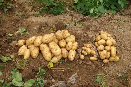 批发新鲜土豆 本公司大量供应新鲜土豆批发图