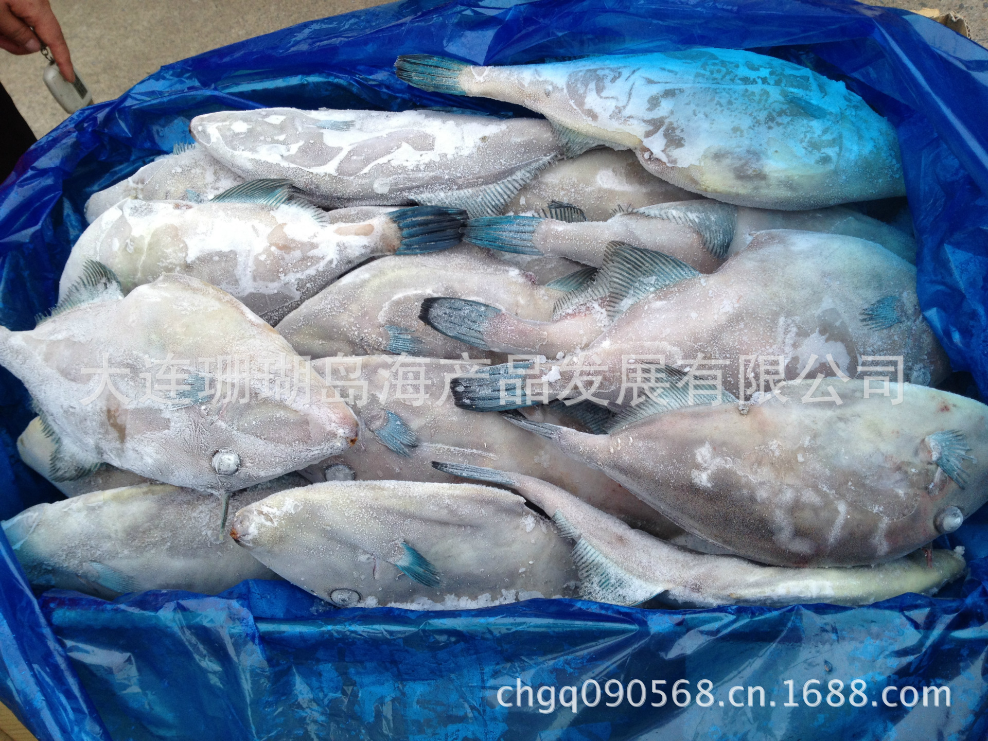 供应皮鱼,皮匠鱼,扒皮鱼图片_4