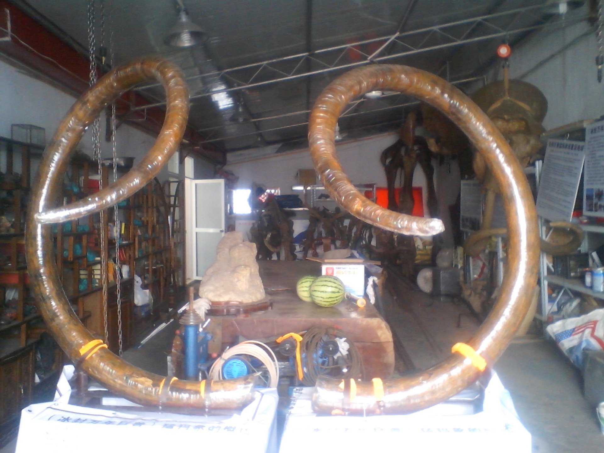 仿真猛犸象骨架 化石类 象牙雕件图片,仿真猛犸