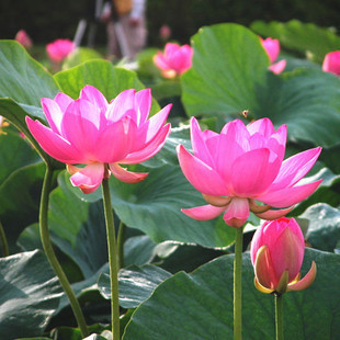 水生蔬菜种苗