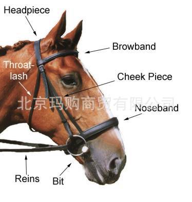 pvc速度赛马专用缰 马术缰绳 赛马水勒 出口赛马水勒缰绳