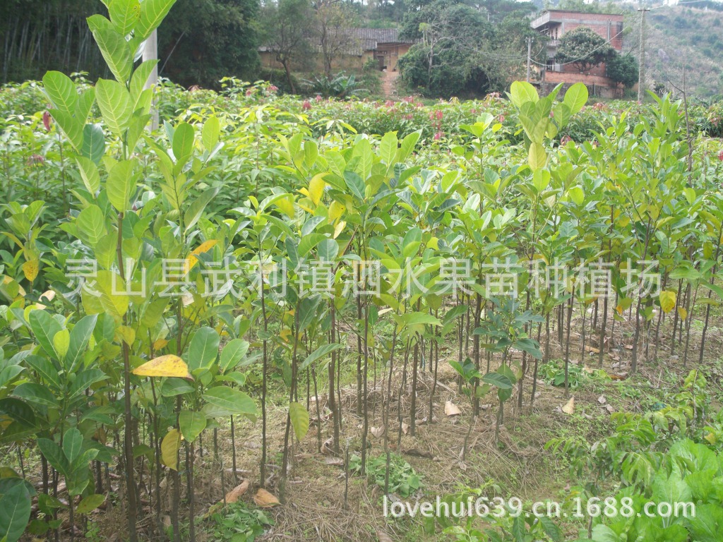 水果种子、种苗-供应马来西亚一号菠萝蜜 菠萝