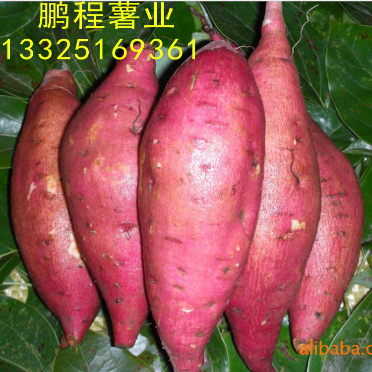 供应优质红薯 地瓜 香甜可口 地瓜坊专用品种