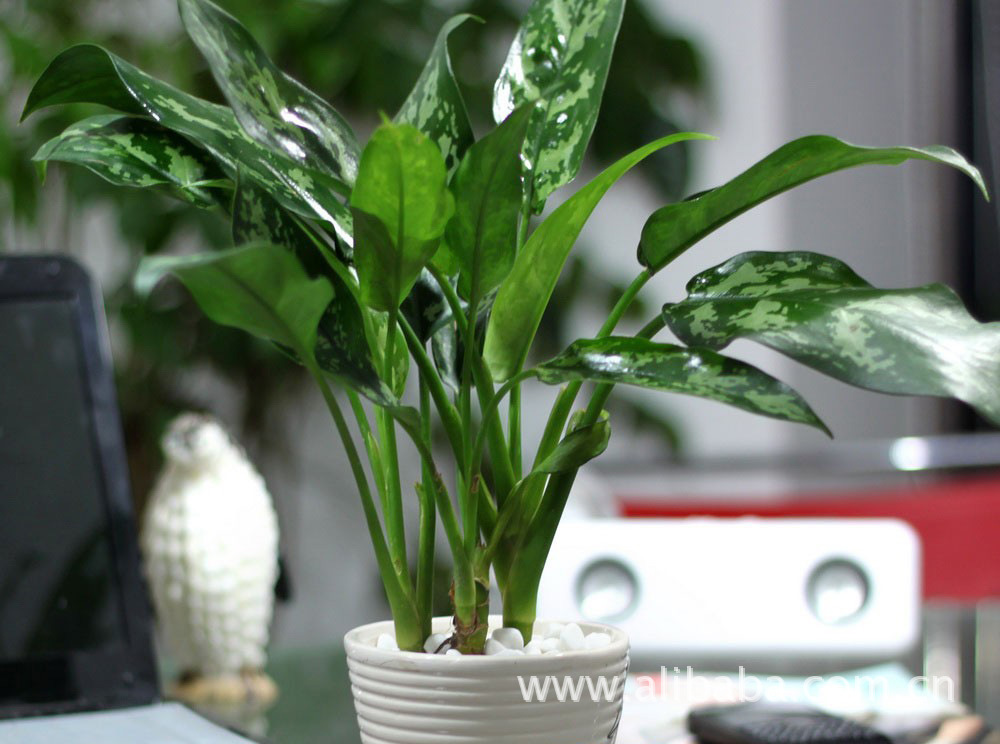 室内空气污染及常见花卉植物的净化效果