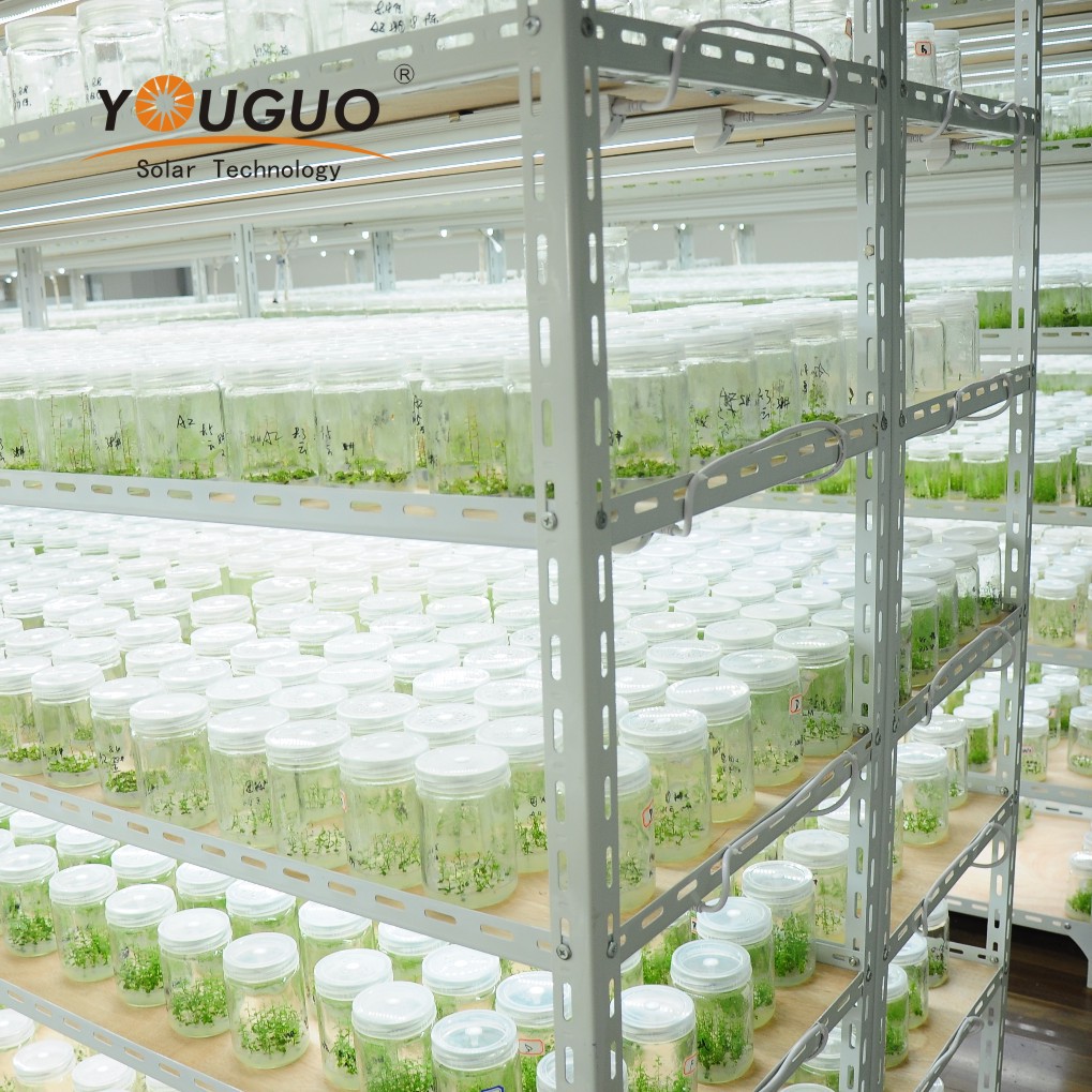 果树-供应各品种优质蓝莓果苗 三年生树苗 蓝莓