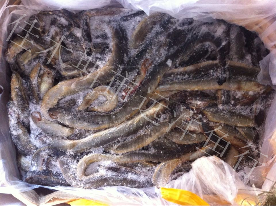 供应俄罗斯河鳗鱼20吨 七星鳗 七腮鳗 河鳗 批发河鳗 鳗鱼批发