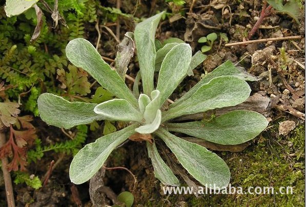 清明菜:又叫佛耳草,猫耳朵.其性平,味甘,无毒.