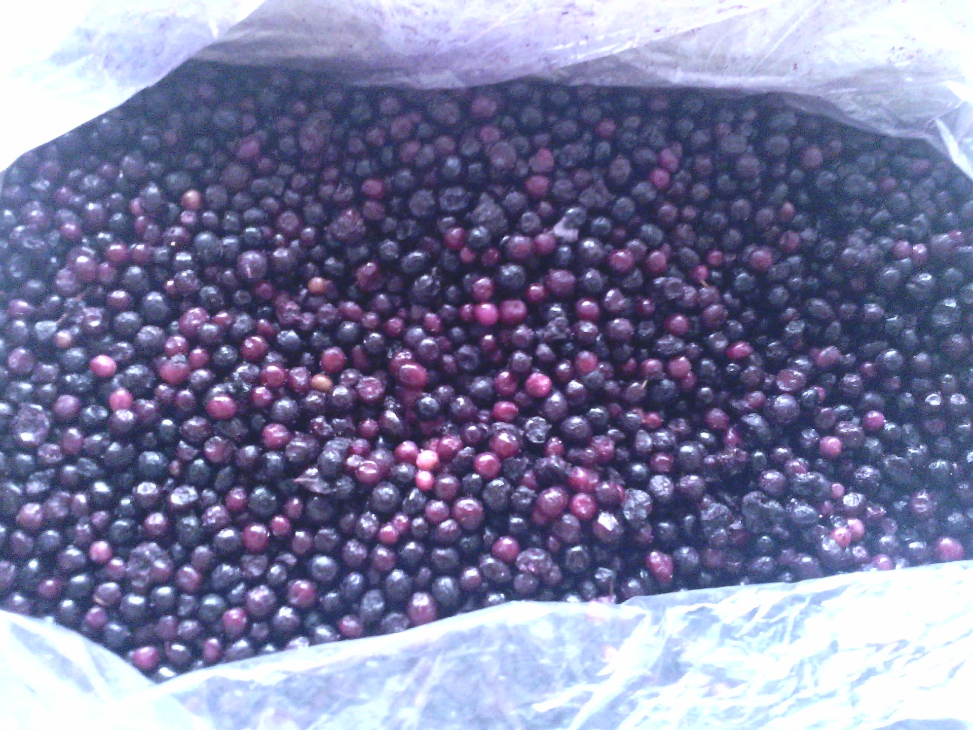 【长期供应】野生蓝莓 速冻野生蓝莓 质量保证