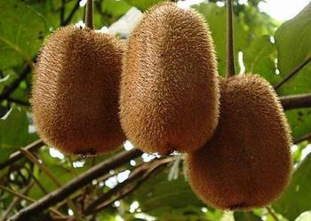 【秒杀野生果树苗【红心猕猴桃】红阳 红心奇