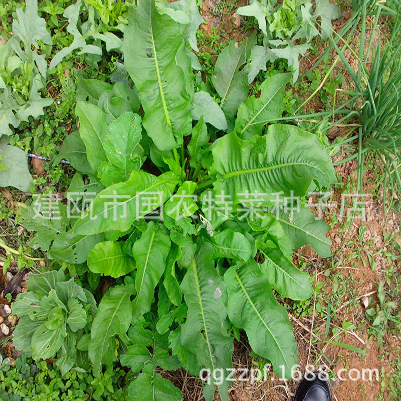 纯新籽 蓝靛青 大青叶  板蓝根为十字花科二年生草本植物,以根和叶