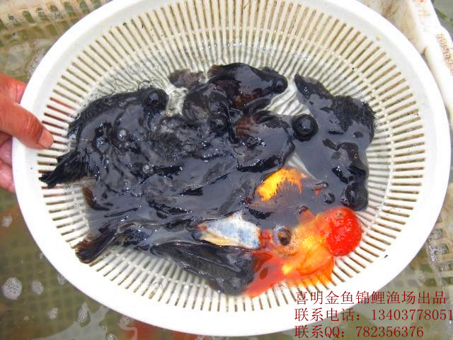 龙睛金鱼_副本1