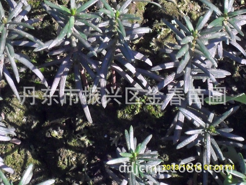 低价苗圃 红豆杉 东北红豆杉 小苗批发 规格齐全