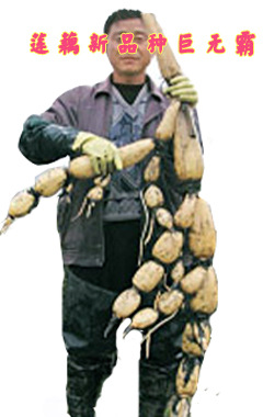 挖藕机 莲藕施肥机,节约莲藕种植的成本的30%