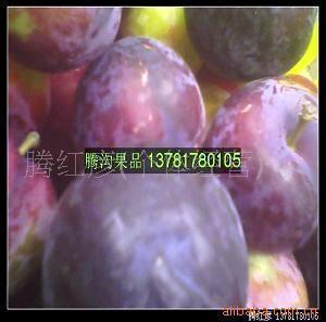 供应黑布朗【风味玫瑰,黑总统,黑湖泊,黑宝石,味厚,味帝】