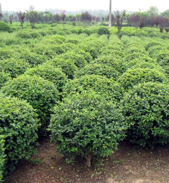 【诚信厂家批发】<em>金森女贞</em>球 造型<em>金森女贞</em> 各