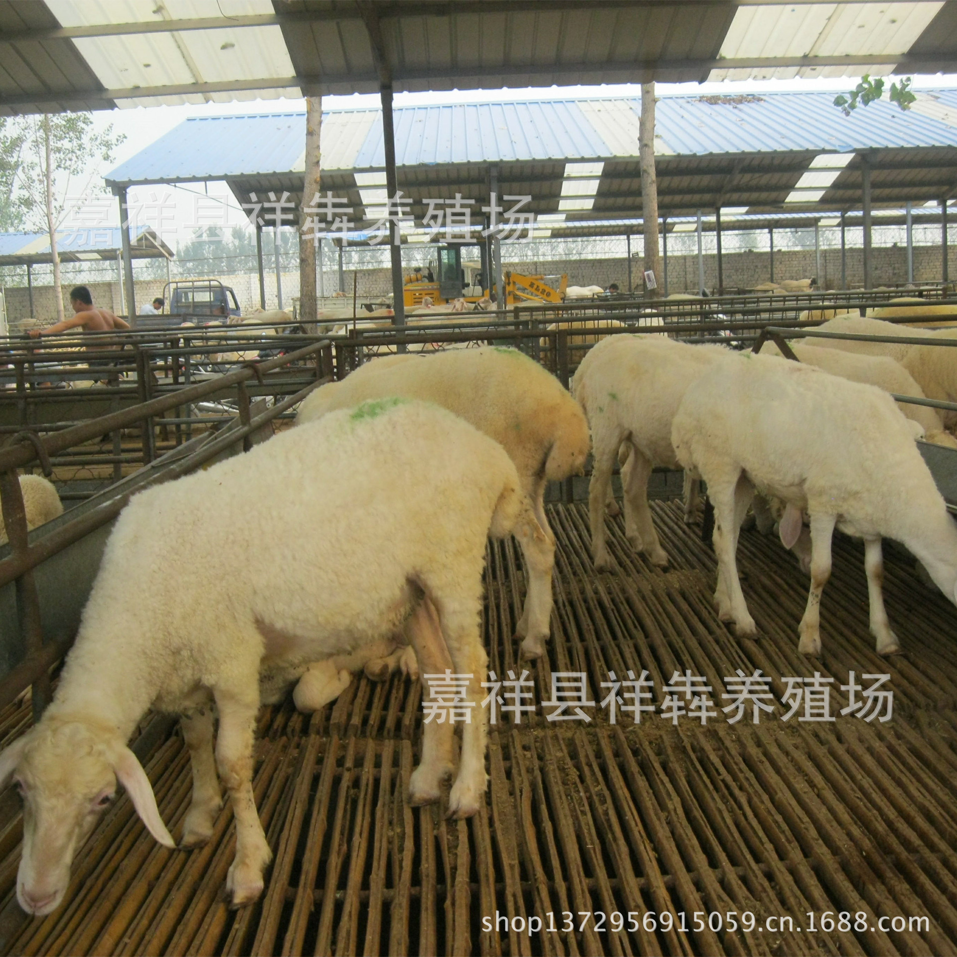 供小尾寒羊 优质小尾寒羊高腿小尾寒羊任你选 货到再付款