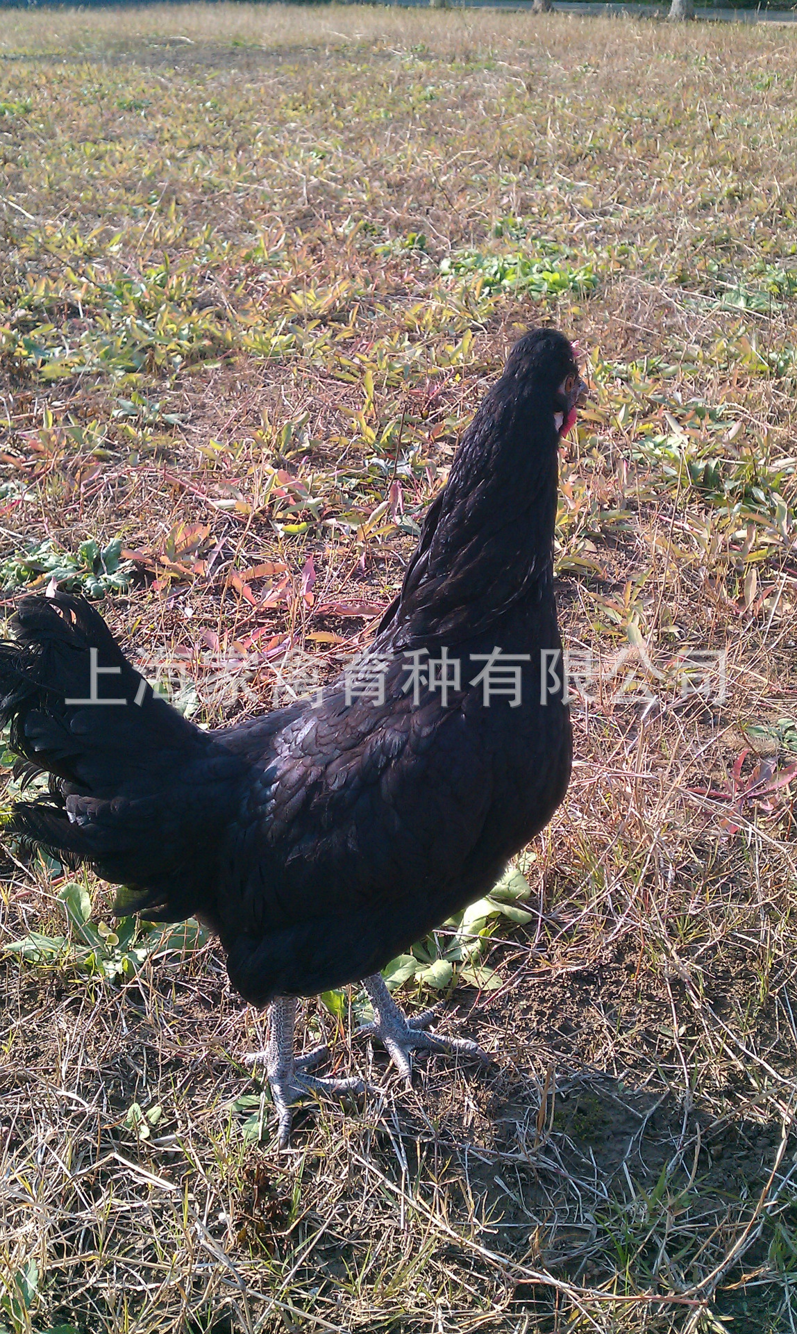 蛋鸡品种,以上海家禽育种有限公司现有的蛋鸡品种资源以及从国外引进