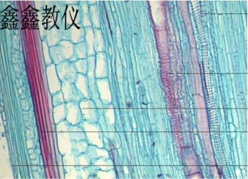 植物切片