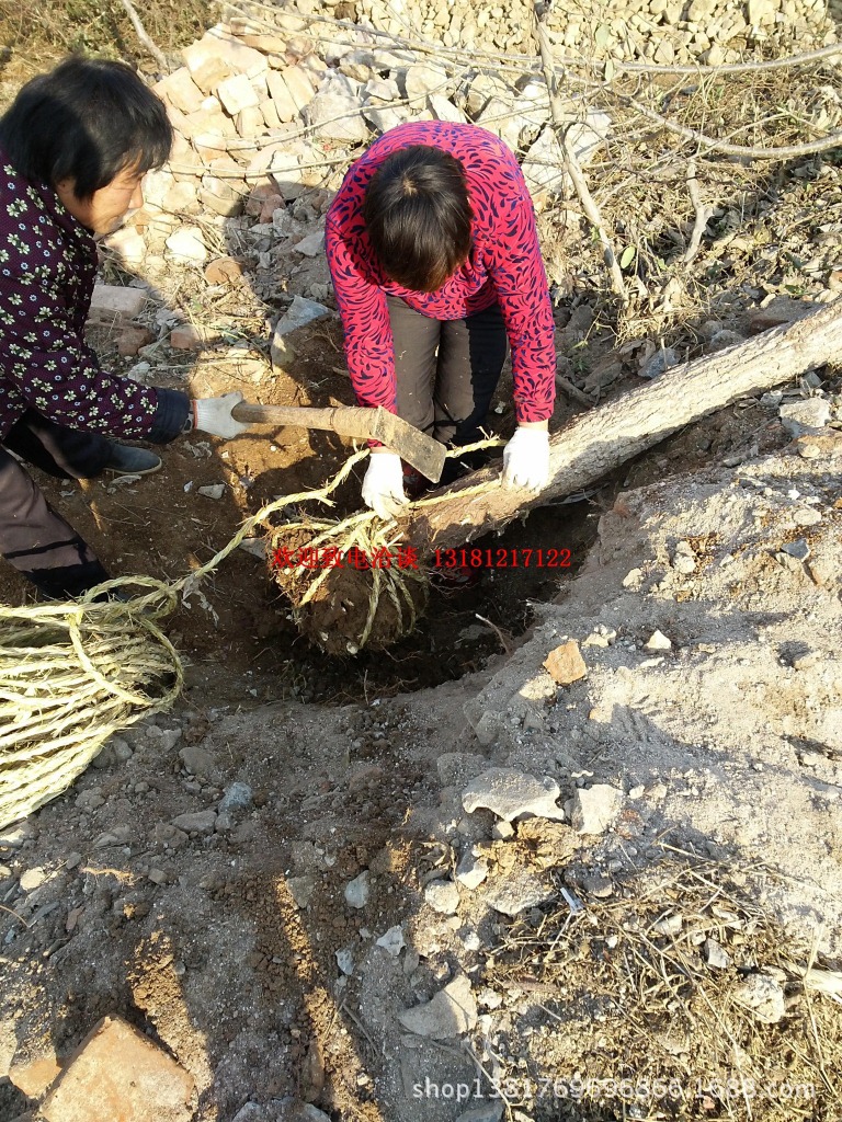 【大量批发速生杨树苗 107杨树苗 108杨树苗