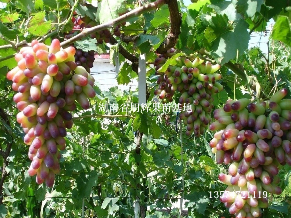 【湖南果苗批发优质葡萄种苗 美人指葡萄苗 适