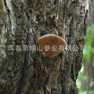 桑黄 核桃树桑黄 野生菌 抗癌 消炎