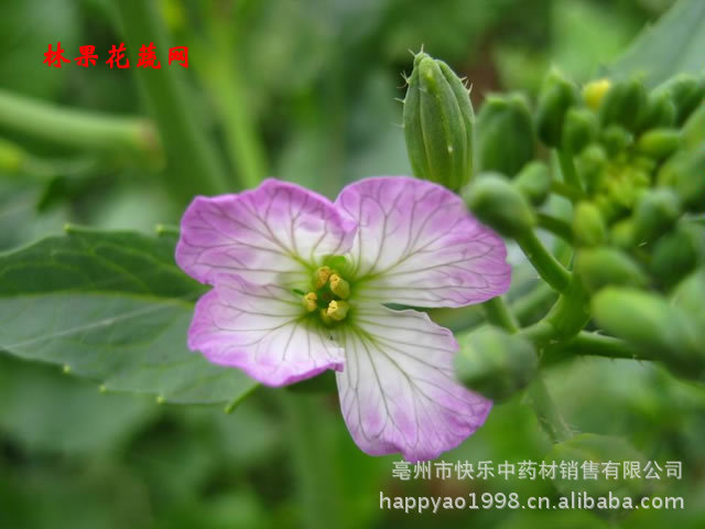 【中药材批发 炒莱菔子 炒萝卜籽 莱菔子中药材便秘 消食除胀】价格,厂家,图片,植物中药材,亳州市快乐中药材销售有限公司-马可波罗网