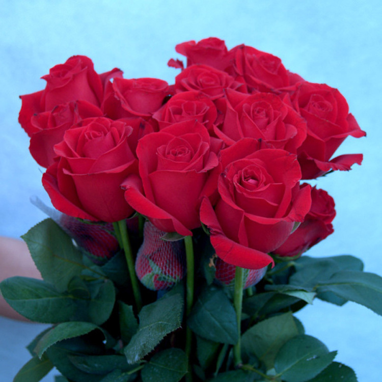 【君轩缘玫瑰】玫瑰花 玫瑰鲜切花苏州花卉基地团购红玫瑰卡罗拉