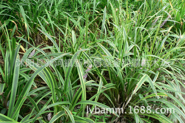 灌木-基地直销优质矮生麦冬草 地被植物 金边麦