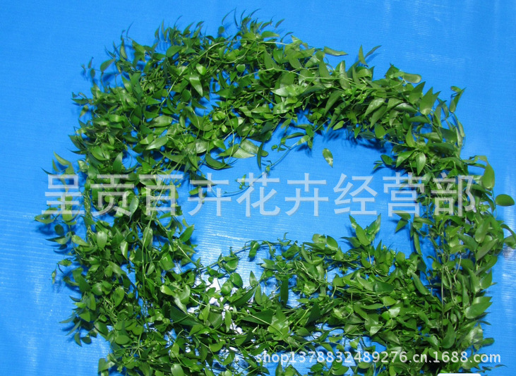 昆明鲜花批发直销,婚礼花店用花,阔叶舞竹图片