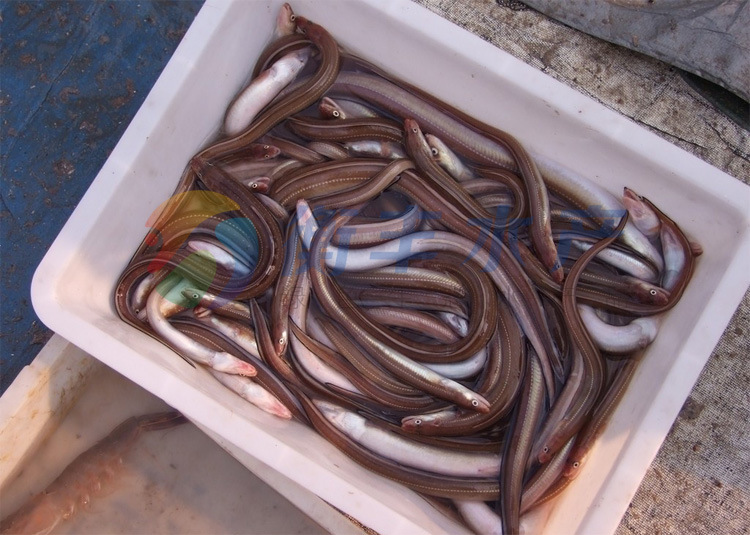 鲜活河鳗批发 特价供应优质鳗鱼 河鳗 鲜活海鲜 品质保障