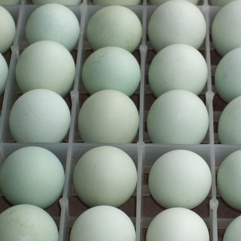 林地放养绿壳鸡蛋 鸡蛋销售 土鸡蛋批发 热销 图