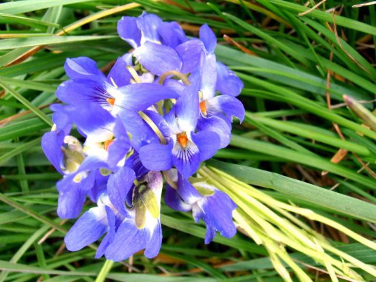 【昆明鲜花 配花批发 质优价廉 价格公道】