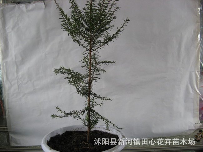 出售正宗东北红豆杉小苗、树苗和盆景、东北红