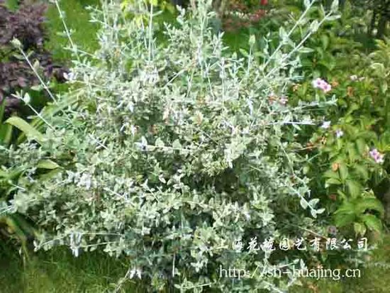 【水果兰 灌从 唇形科 木本植物,常绿乔木类】价格,厂家,图片,其他园艺花卉,杭州萧山臻观绿化园艺场-马可波罗网