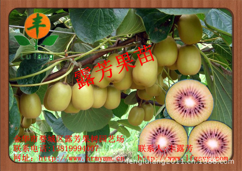 猕猴桃苗