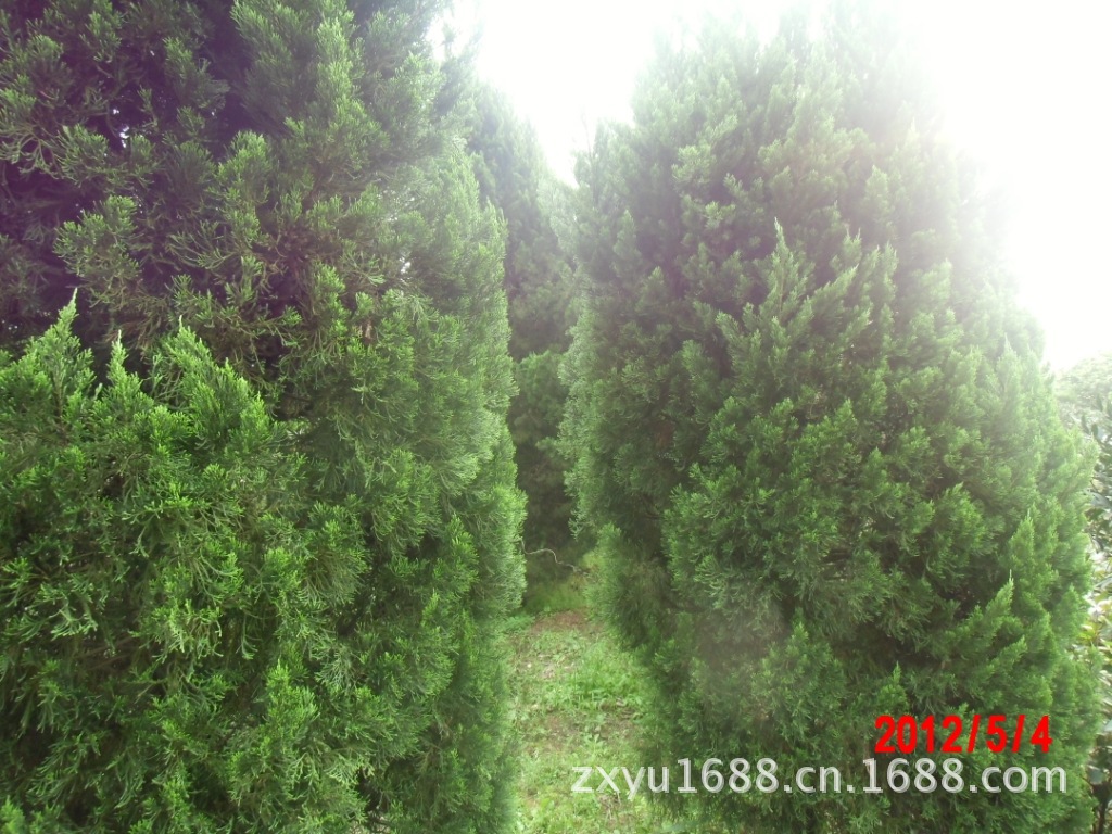 【地栽苗直销】--蜀桧,塔柏,松柏,龙柏,伏地柏,量多优惠大.