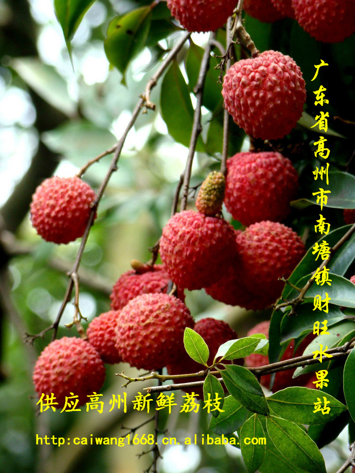 荔枝,供应荔枝,黑叶荔枝,广东荔枝,荔枝产地,高州荔枝
