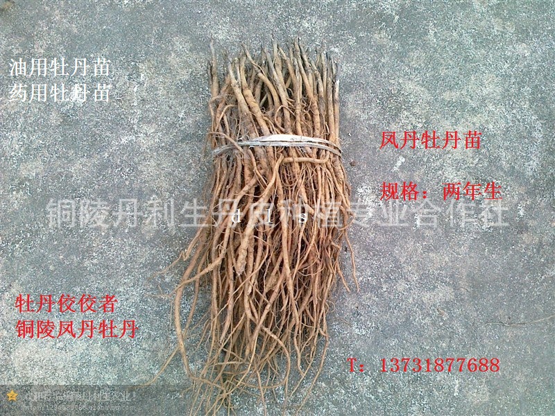 供应2年生牡丹苗,药用,油用牡丹种苗,凤丹苗,铜陵牡丹