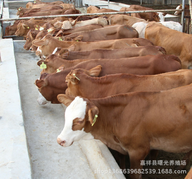 牛犊数量多,品种全,价格优惠 供应东北养殖鲁西黄牛 河南肉牛养殖场