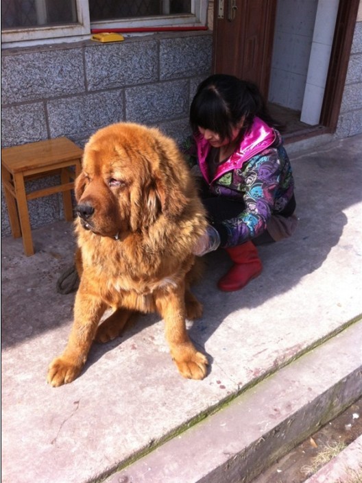 供应纯种精品藏獒 纯种藏獒幼犬.