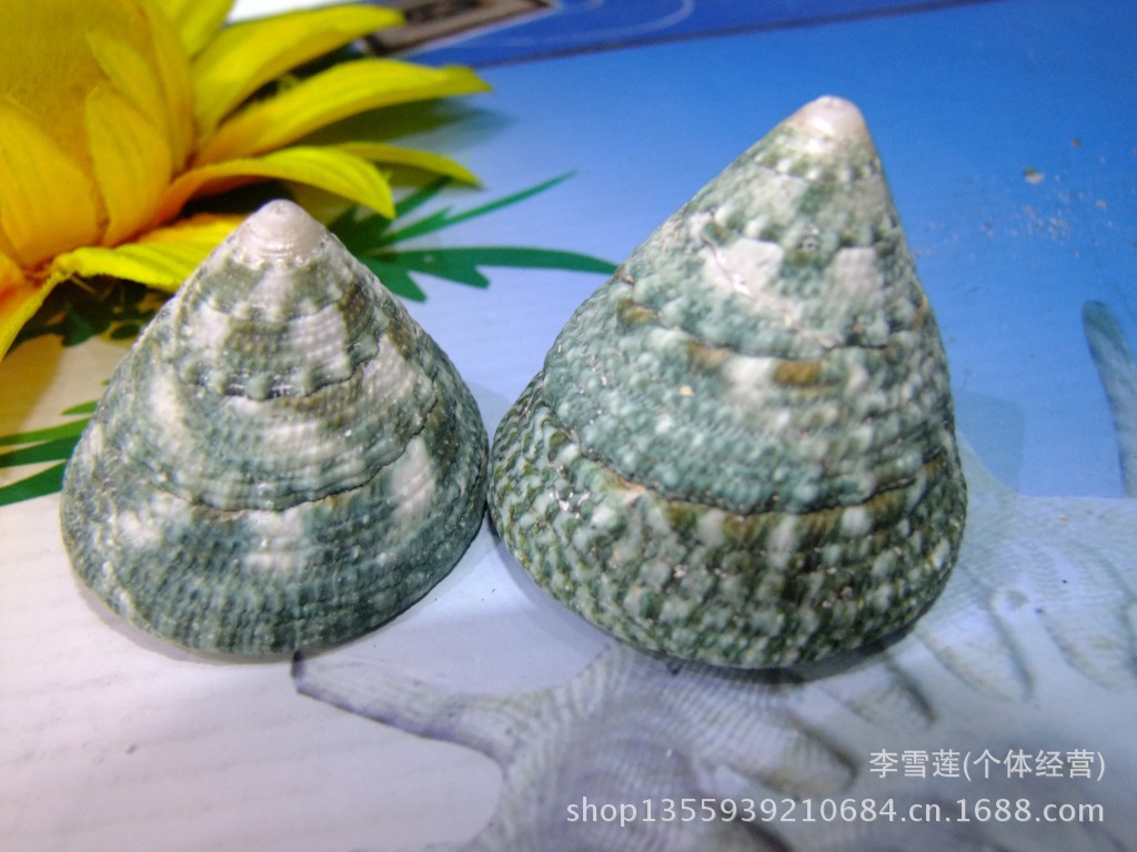 高度4-5厘米绿色塔螺，天然贝壳海螺，鱼缸地中海家居装饰图片,高度4-5厘米绿色塔螺，天然贝壳海螺，鱼缸地中海家居装饰图片大全,李雪莲(个体经营)-马可波罗网