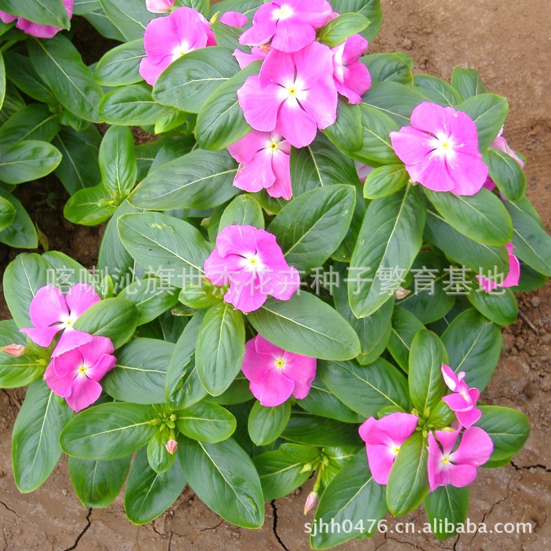 长春花种子*花卉种子批发\/盆栽植物\/绿化 园艺