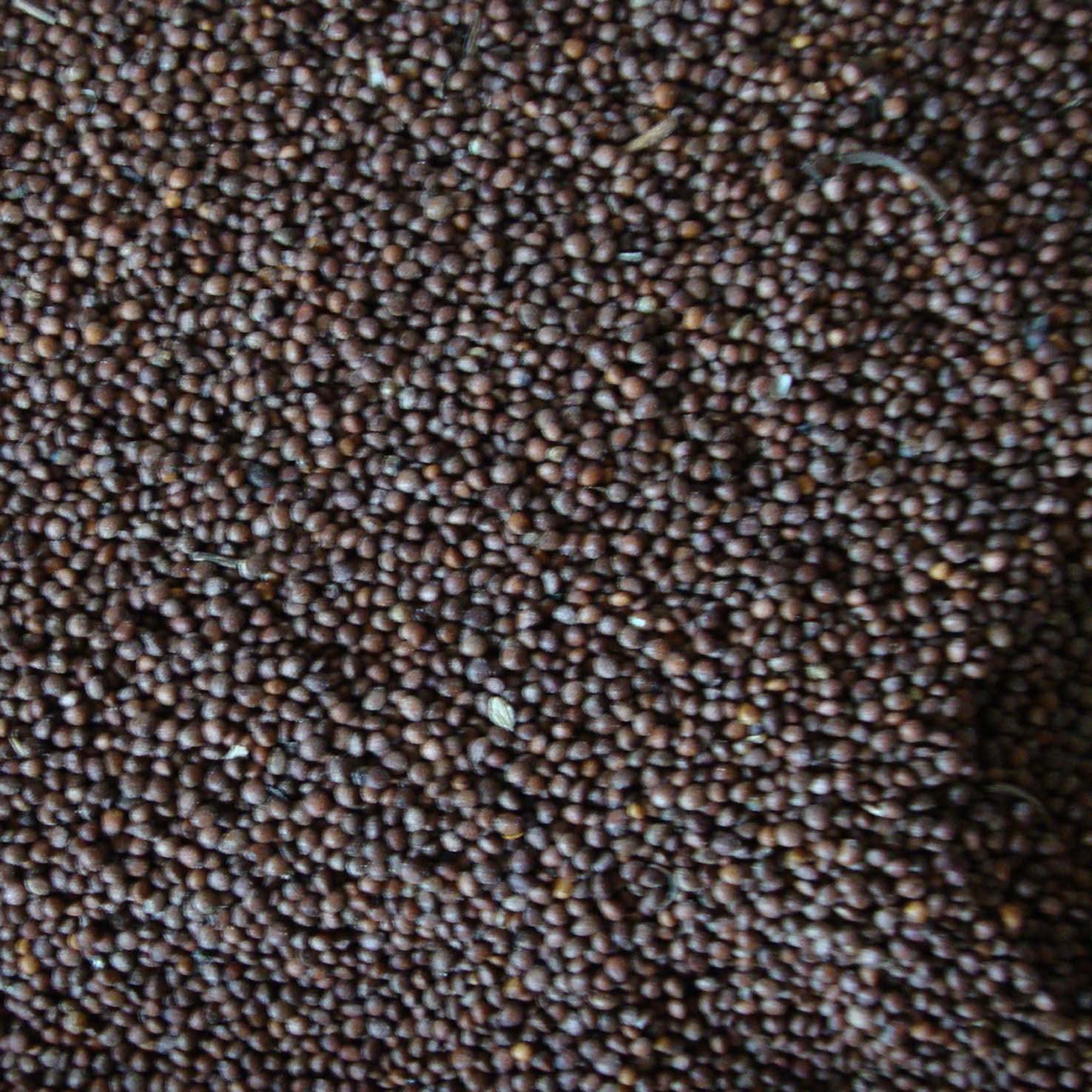 【工厂直供优质黑胡椒粒】价格,厂家,图片,调味粉、调味料,乐陵市金源调味食品有限公司-马可波罗网