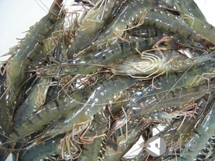 水产养殖虾类