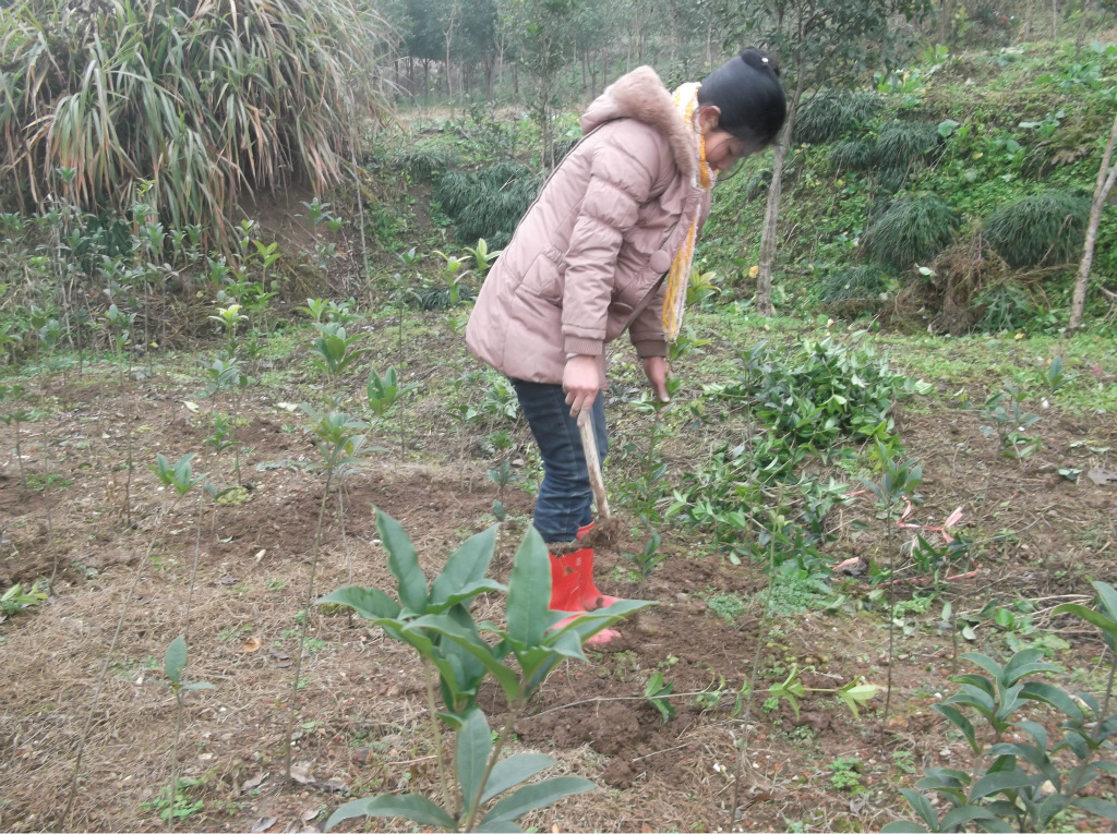 柳叶-八月桂,乔木桂花,金桂图纸,绿化苗木50-8深化树苗设计公司怎么图片