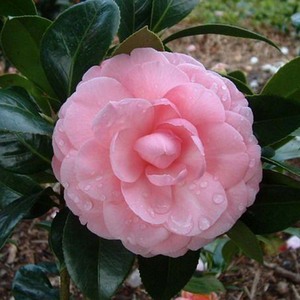 【四季茶花】四季茶花价格\/图片_四季茶花批发