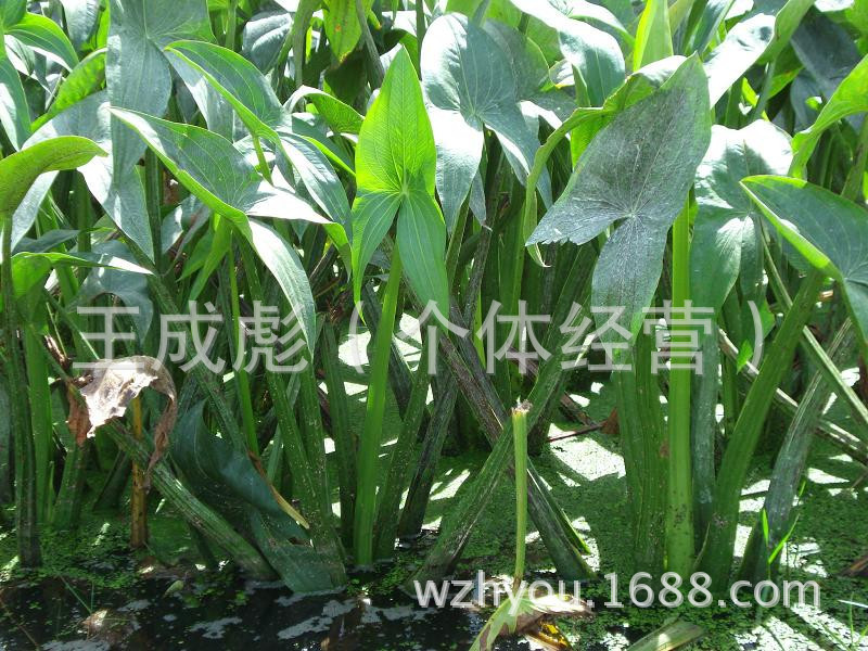 慈姑 白地果 燕尾菇 茨菰
